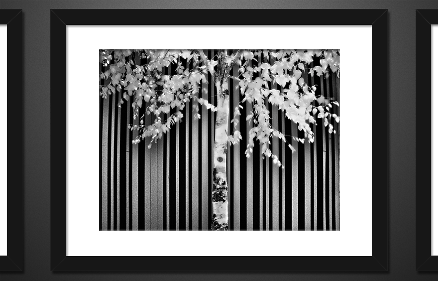 birch-and-wall-rotator.png