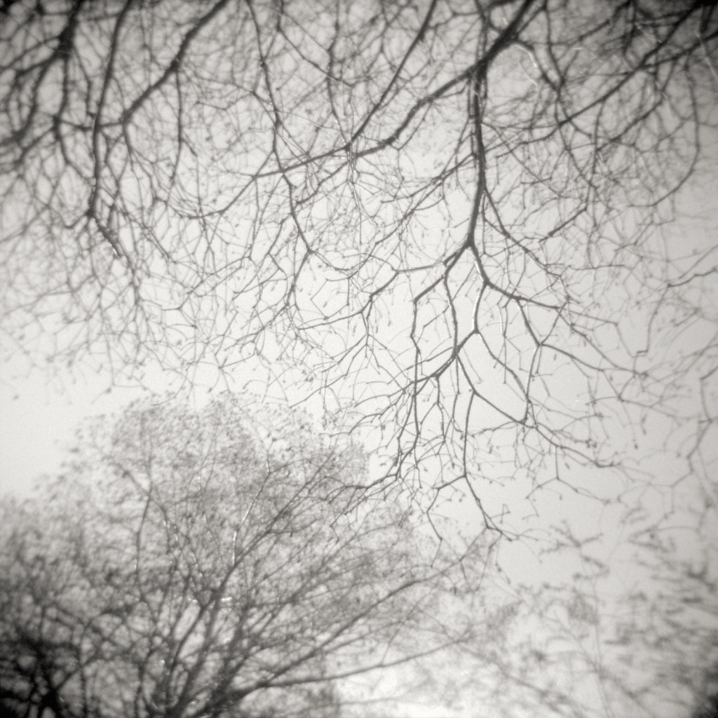 Trees and Sky